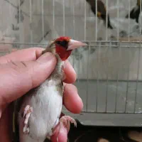 فنچ گلدین