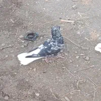 کبوتر
