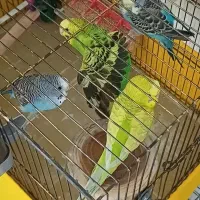 مرغ عشق جفت با جوجه    فنچ