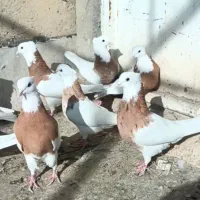 کفتر طوقی پالخت پرشی خال دار