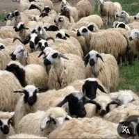 مالداروگله دار بزرگ سید امیر حسینی دام زنده بره نر