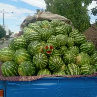 هندوانه تظمینی