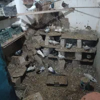 پرنده