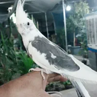جوجه عروس  هلندی  سایز کینگ رنگ خاص
