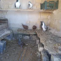 دم‌سفید|پرنده|قوچان, |دیوار