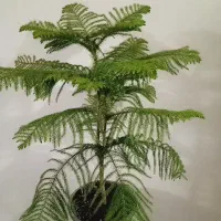 گل طبیعی
