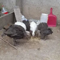 فروش ۷ عدد بوقلمون ۲ ماهه ۹۰۰تومن