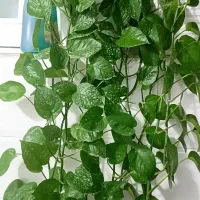 گل طبیعی|گل و گیاه طبیعی|سرپل ذهاب, |دیوار