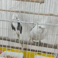 عروس هلندی