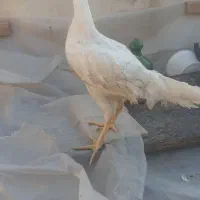 خروس