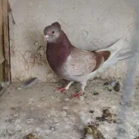 کفتر