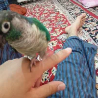 یک کرینچی دستی با کمی تمرین صحبت هم میکند