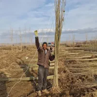 فرصت طلایی خرید نها ل صنو بر بقیمت عمده