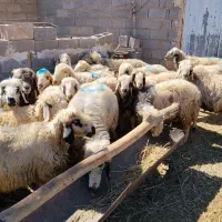 میش داشتی