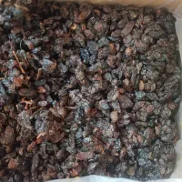 پخش عمده و خرده انواع کشمش
