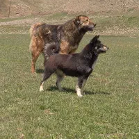 سگ گله|سگ|سراب, |دیوار