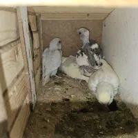 جفت مرغ عشق با ۵ جوجه