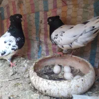 کبوتر کله ۷عدد