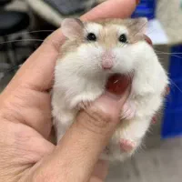 تخصصی ترین مجموعه جوندگان اصفهان پانی پت، همستر