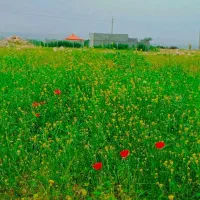 زمین خونه باغ