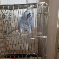 کاسکو سخنگو شیرین زبون وشیطون
