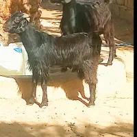 چپش