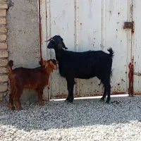 بز.کهره