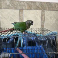 طوطی گرینچیک دستی سخنگو