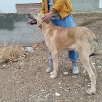 توله سگ ۱۳ ماهه عراقی