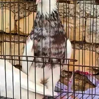 طوقی شکلاتی نر 3 تا