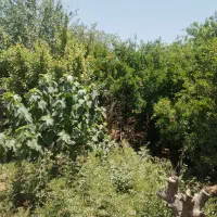 باغ-چهار-دیواری-با-ساختمان