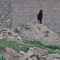 قوچ همو|حیوانات مزرعه|فاروج, |دیوار