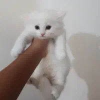 گربه پرشین بالق و بچه با تخفیف ویژه