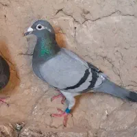 ماده سبز مسافتی ذات اصلی
