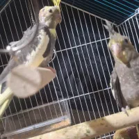 جوجه عروس هلندی دوماهه