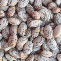 لوبیا چیتی