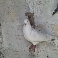 سفید بمبویی نر