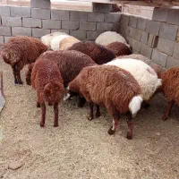 بره نروماده درجه یک سال