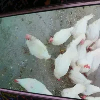 مرغ تخمگذار