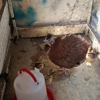 مرغ همراه جوجه