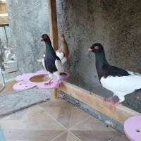 کبوتر کفتر پرشی پرنده رنگی