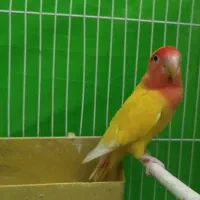 کوتوله زرد صورت هلویی نر