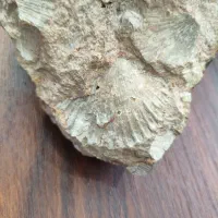 فسیل وسنگواره صدف