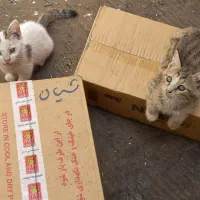 بچه گربه