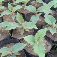 نهال کیوی خیاری اصل