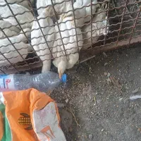 جوجه تخم گذار