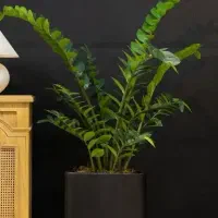 نخل کنتیا پنج تنه مصنوعی