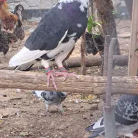 پلاکی  ماده