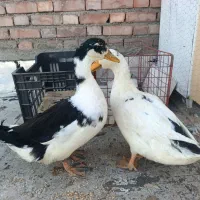 اردک نروماده جوان خیلی زیبا