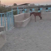 فروش کره نریان دره شوری